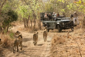Lions on a game drive in Botswana