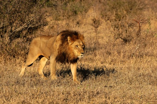 male_Lion_botswana