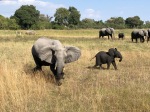 Botswana elephants, on safari with Wilderness Safaris