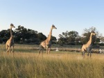 Giraffes in Botswana, on safari with Wilderness Safaris