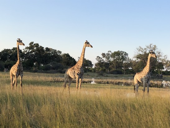 Giraffes in Botswana, on safari with Wilderness Safaris